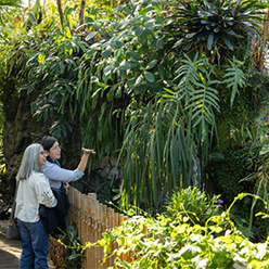 Participants exploring the Climatron